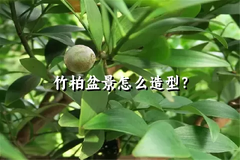 竹柏盆景怎么造型？