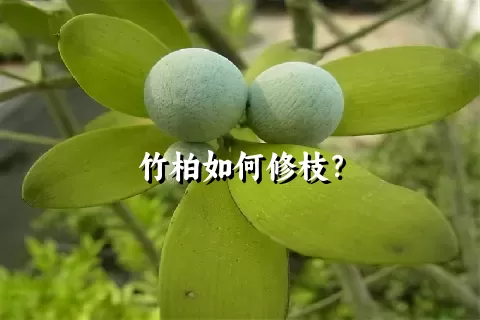 竹柏如何修枝？