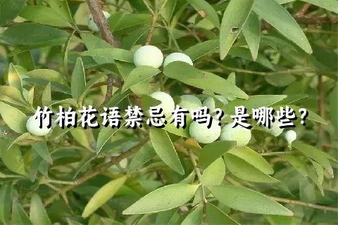 竹柏花语禁忌有吗？是哪些？