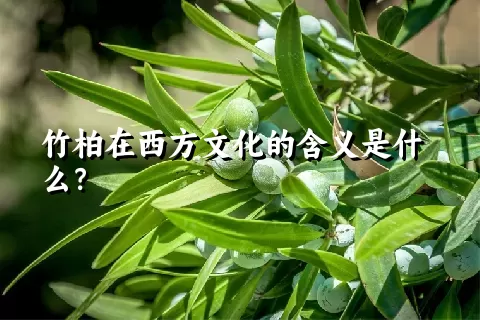 竹柏在西方文化的含义是什么？