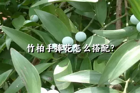 竹柏手捧花怎么搭配？