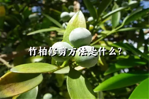 竹柏修剪方法是什么？