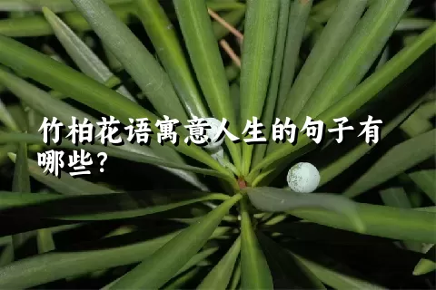 竹柏花语寓意人生的句子有哪些？