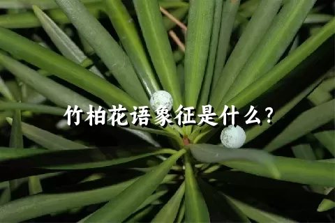 竹柏花语象征是什么？