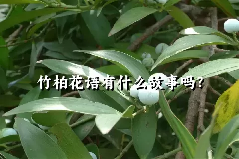 竹柏花语有什么故事吗？