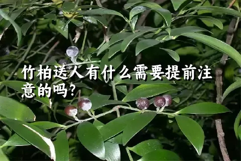 竹柏送人有什么需要提前注意的吗？