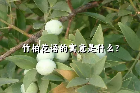 竹柏花语的寓意是什么？