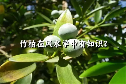 竹柏在风水学中有知识？