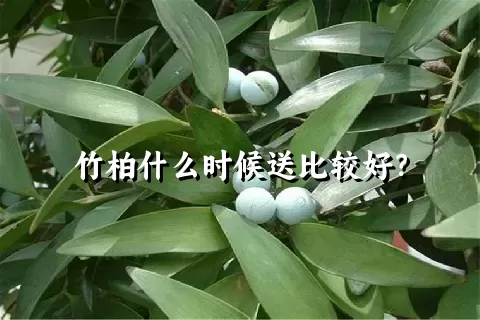 竹柏什么时候送比较好？