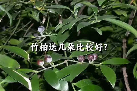 竹柏送几朵比较好？