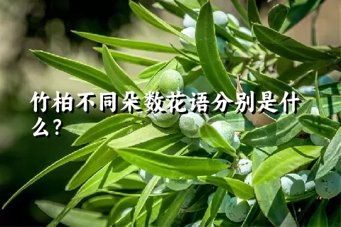 竹柏不同朵数花语分别是什么？