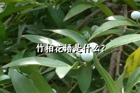 竹柏花语是什么？