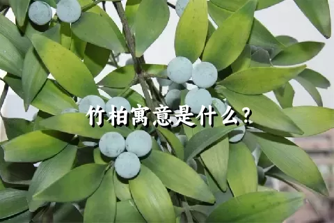 竹柏寓意是什么？