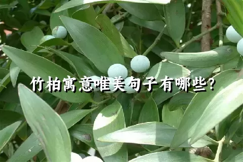 竹柏寓意唯美句子有哪些？