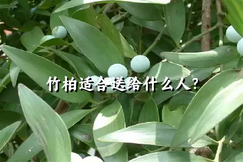 竹柏适合送给什么人？