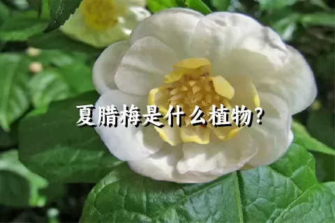 夏腊梅是什么植物？