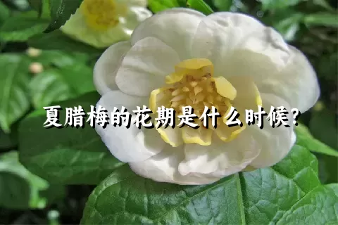 夏腊梅的花期是什么时候？