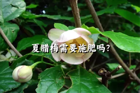 夏腊梅需要施肥吗？