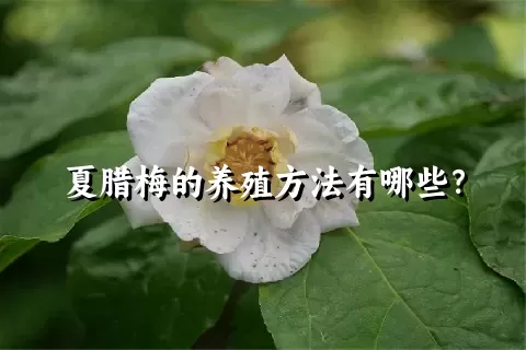 夏腊梅的养殖方法有哪些？