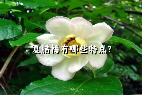 夏腊梅有哪些特点？