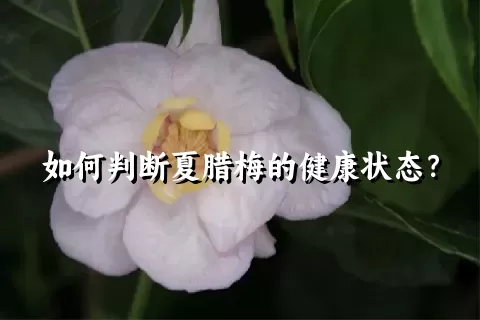 如何判断夏腊梅的健康状态？