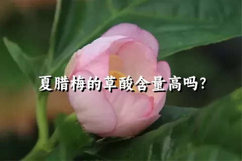 夏腊梅的草酸含量高吗？