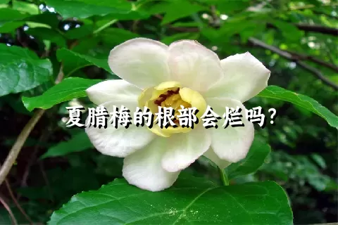 夏腊梅的根部会烂吗？