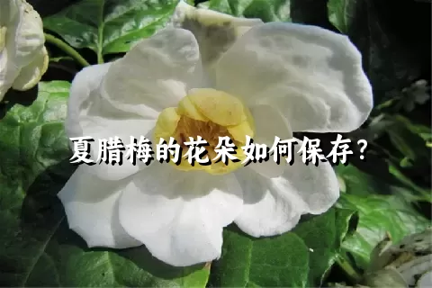 夏腊梅的花朵如何保存？