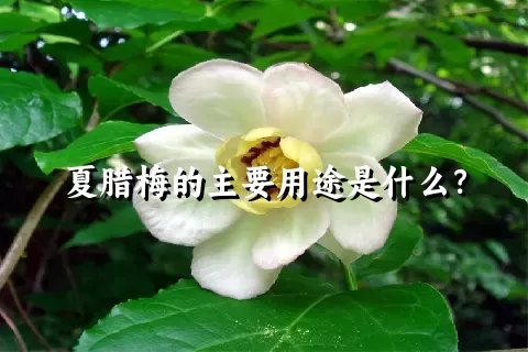 夏腊梅的主要用途是什么？