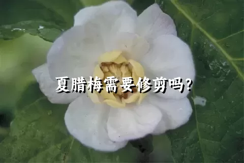 夏腊梅需要修剪吗？