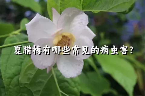 夏腊梅有哪些常见的病虫害？