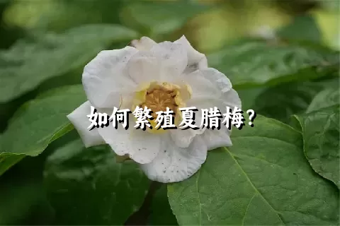 如何繁殖夏腊梅？