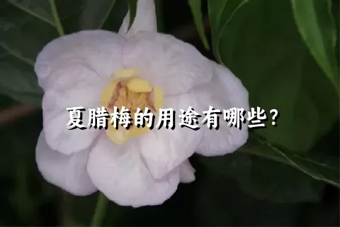 夏腊梅的用途有哪些？