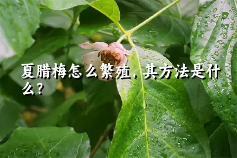 夏腊梅怎么繁殖，其方法是什么？