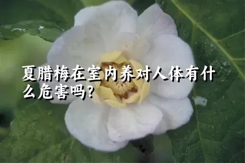 夏腊梅在室内养对人体有什么危害吗？