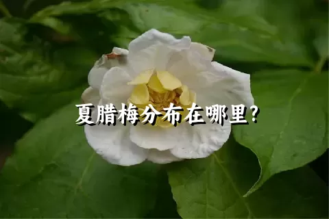 夏腊梅分布在哪里?