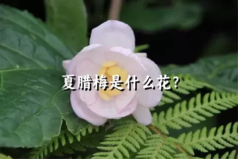 夏腊梅是什么花？