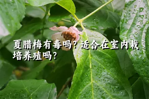 夏腊梅有毒吗？适合在室内栽培养殖吗？