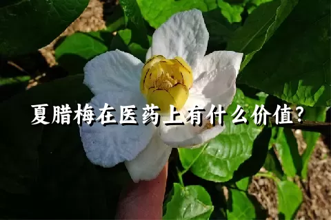 夏腊梅在医药上有什么价值？