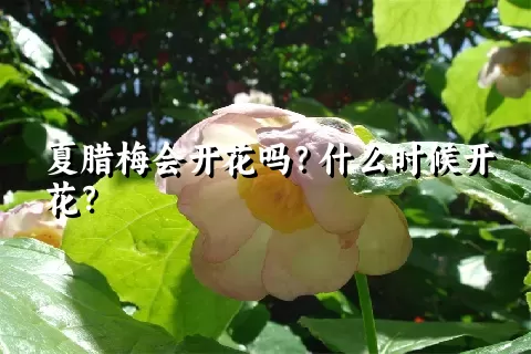 夏腊梅会开花吗？什么时候开花？