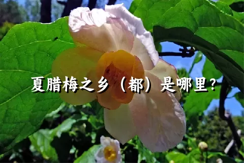 夏腊梅之乡（都）是哪里？