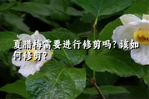 夏腊梅需要进行修剪吗？该如何修剪？