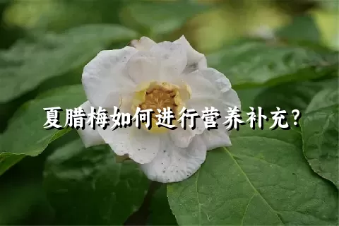 夏腊梅如何进行营养补充？