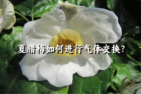 夏腊梅如何进行气体交换？