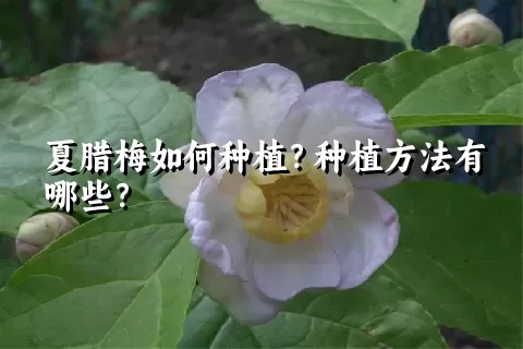 夏腊梅如何种植？种植方法有哪些？