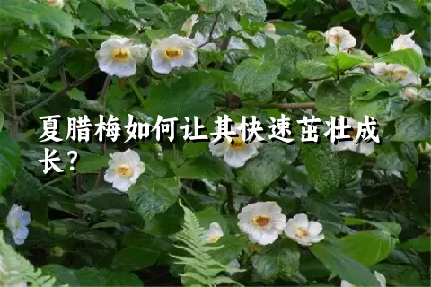 夏腊梅如何让其快速茁壮成长？