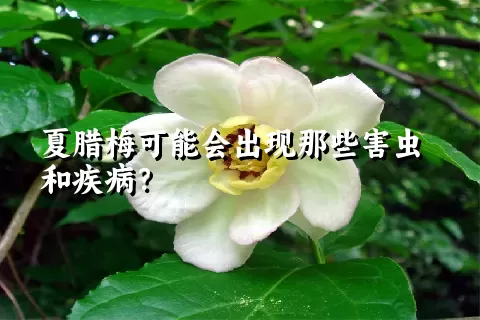 夏腊梅可能会出现那些害虫和疾病？