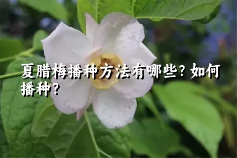 夏腊梅播种方法有哪些？如何播种？