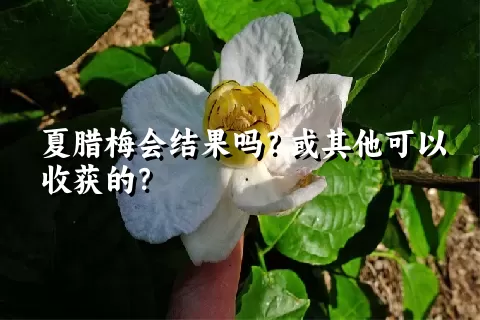 夏腊梅会结果吗？或其他可以收获的？