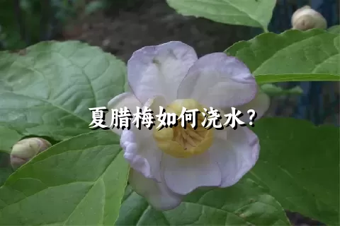 夏腊梅如何浇水？